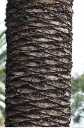 Tree Bark